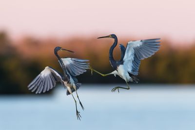Aigrette tricolore -- Tricolored Heron