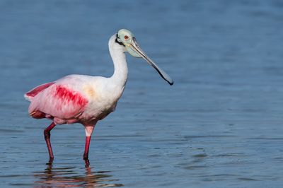 Spatule rosée -- Roseate Spoonbill