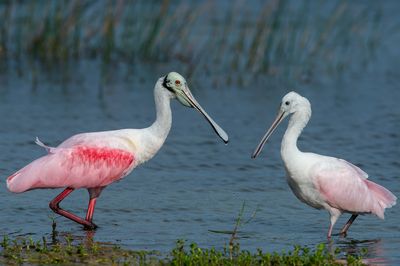 Spatule rosée -- Roseate Spoonbill