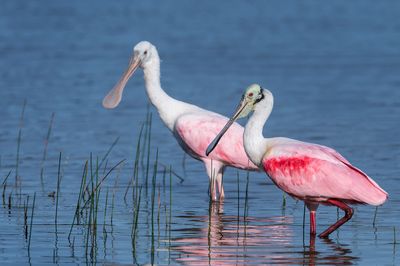 Spatule rosée -- Roseate Spoonbill