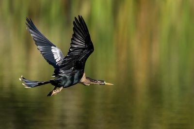 Anhinga d'Amérique -- Anhinga