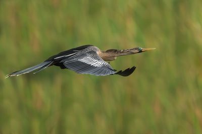 Anhinga d'Amérique -- Anhinga