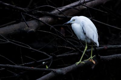 Aigrette bleue, juvnile  -- Little Blue Heron, juvenile