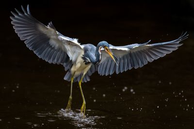 Aigrette tricolore -- Tricolored Heron