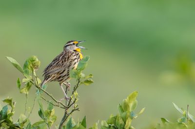 Sturnelle des prés -- Eastern Meadowlark