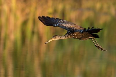 Courlan brun -- Limpkin