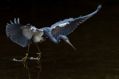 Aigrette tricolore -- Tricolored Heron