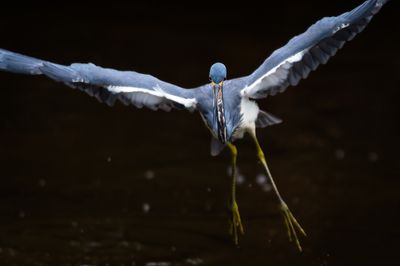 Aigrette tricolore -- Tricolored Heron