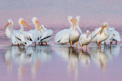 Pélican blanc -- Great white pelican