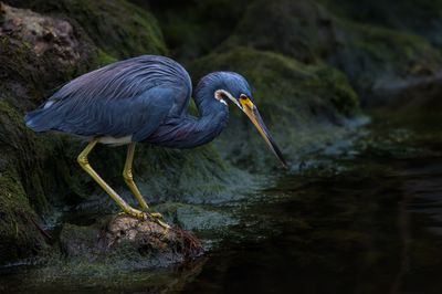 Aigrette tricolore -- Tricolored Heron