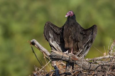 Urubu à tête rouge -- Turkey vulture