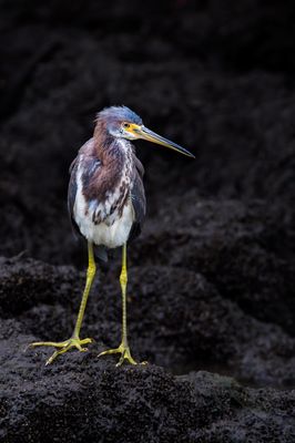 Aigrette tricolore -- Tricolored Heron