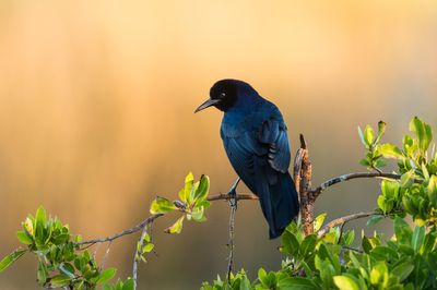 Quiscale des marais, mâle -- Boat-tailed Grackle, male