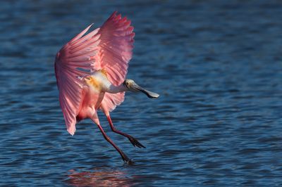 Spatule rosée -- Roseate Spoonbill