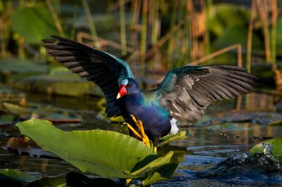 Talve violac  -- American Purple Gallinule