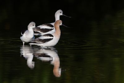 Avocette d'Amrique -- American avocet