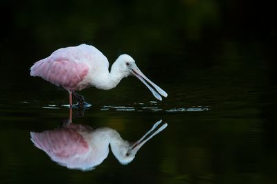 Spatule rosée -- Roseate Spoonbill
