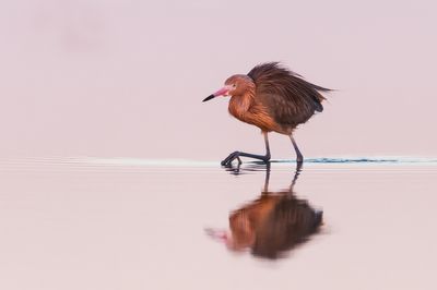 Aigrette roussātre -- Reddish Egret