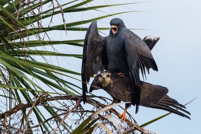 Milan des marais -- Snail kite