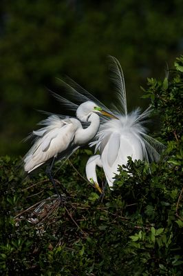 Grande aigrette -- Great Egret