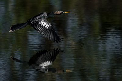 Anhingas - Cormorans
