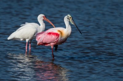 Spatule rosée et un Ibis blanc -- Roseate Spoonbill and an American White Ibis