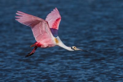 Spatule rosée -- Roseate Spoonbill