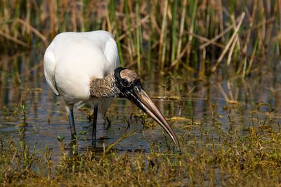 Tantale d'Amrique -- Wood Stork