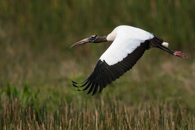 Tantales - Grues - etc.