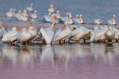 Pélican blanc -- Great white pelican