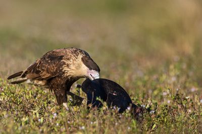 Caracara du Nord -- Crested Caracara