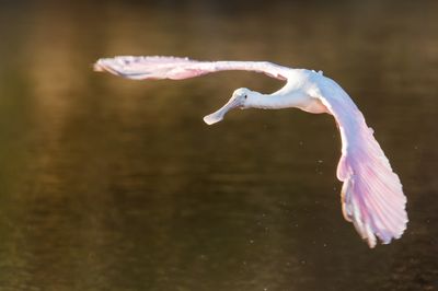 Spatule rosée -- Roseate Spoonbill