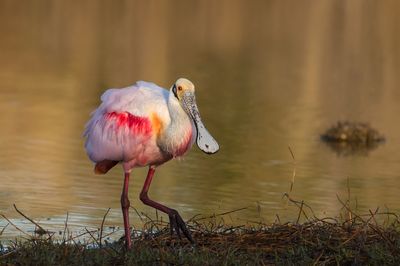 Ibis - Spatules