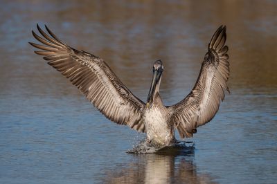 Pélican brun -- Brown pelican