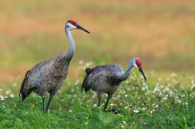 Tantales - Grues - etc.