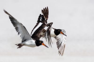 Hutrier d'Amrique -- American Oystercatcher