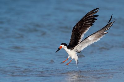 Bec-en-ciseaux noir -- Black skimmer