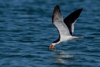 Bec-en-ciseaux noir -- Black skimmer