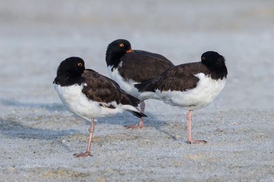 Hutrier d'Amrique -- American Oystercatcher