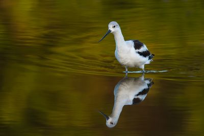 Avocette - Echasse