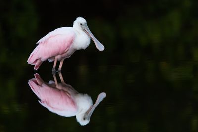 Spatule rosée -- Roseate Spoonbill