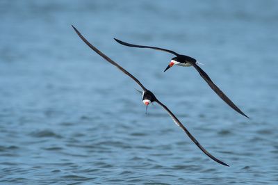 Bec-en-ciseaux noir -- Black skimmer