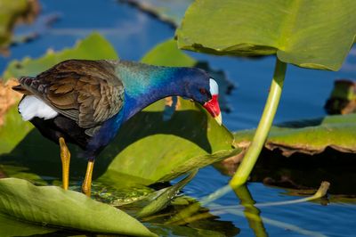 Talve violac  -- American Purple Gallinule