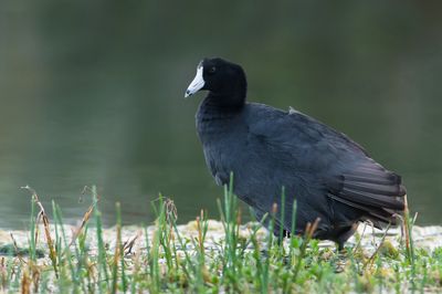 Foulque d'Amrique -- American Coot