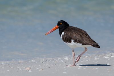 Hutrier d'Amrique -- American Oystercatcher