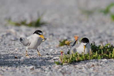 Petite sterne -- Least Tern