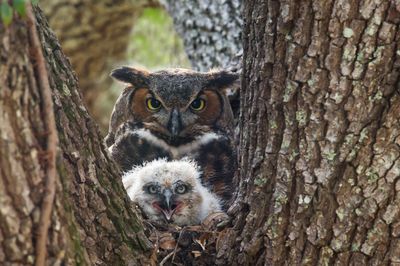 Grand-duc -- Great Horned Owl