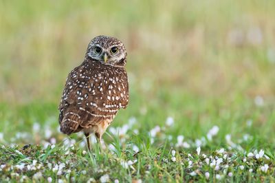 Chevche des terriers -- Burrowing Owl
