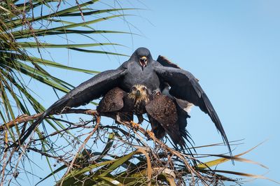 Milan des marais -- Snail kite