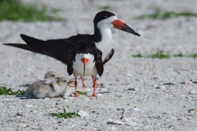 Bec-en-ciseaux noir -- Black skimmer